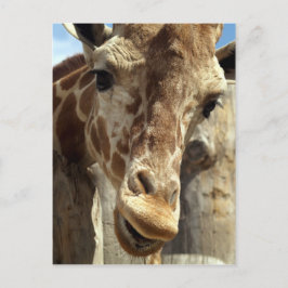 giraffe briefkaart