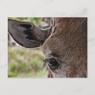 Giraffe Briefkaart