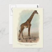 GIRAFFE BRIEFKAART (Voorkant / Achterkant)