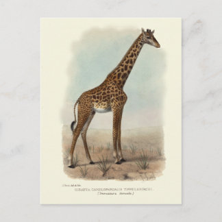 GIRAFFE BRIEFKAART