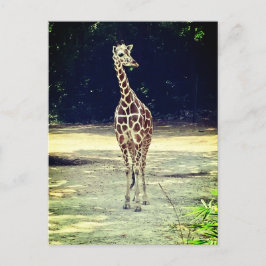 Giraffe Briefkaart