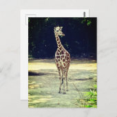 Giraffe Briefkaart (Voorkant / Achterkant)