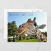 Giraffe Briefkaart / Hallo daar! (Voorkant / Achterkant)