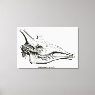 Giraffe Canvas Afdruk