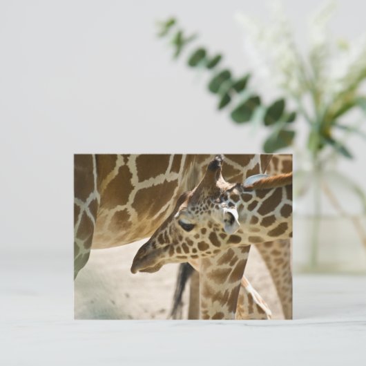Giraffe ・ Carte postale (Debout devant)