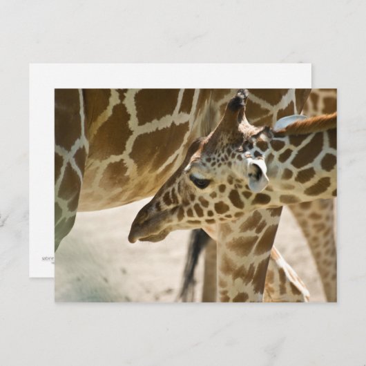 Giraffe ・ Carte postale (Devant / Derrière)