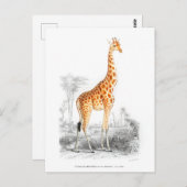 Giraffe - Charles Dessalines d'Orbigny  kunst Briefkaart (Voorkant / Achterkant)