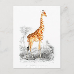 Giraffe - Charles Dessalines d'Orbigny  kunst Briefkaart
