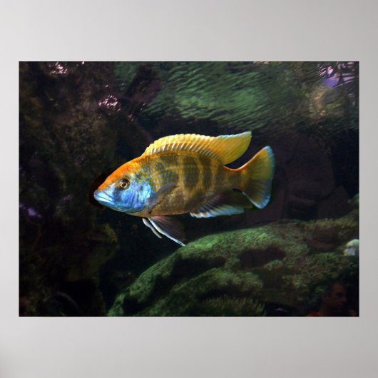 Giraffe Cichlid Poster (Voorkant)