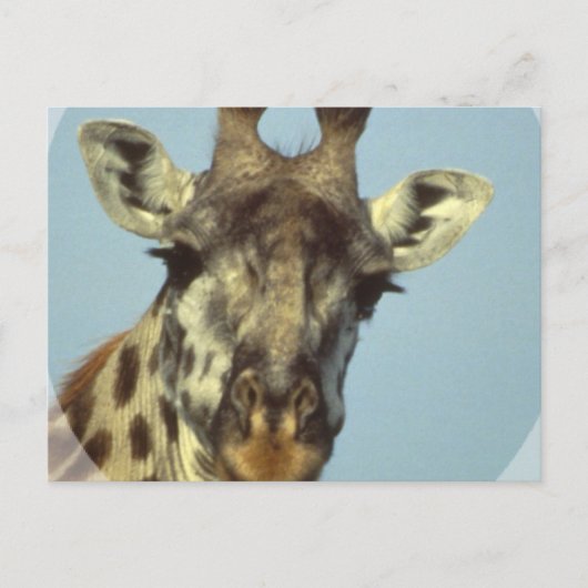 Giraffe Design Briefkaarten (Voorkant)