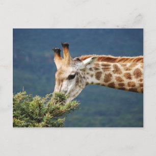 Giraffe die sommige bladeren eet briefkaart