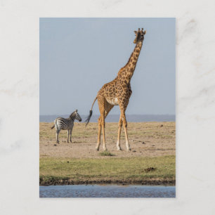Giraffe door een watergat briefkaart