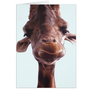 Giraffe Drôle Visage