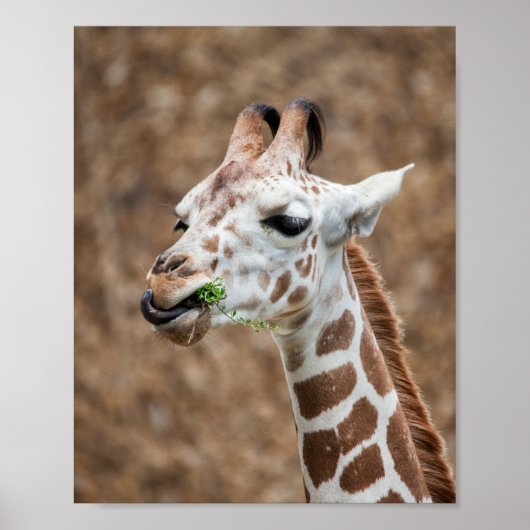Giraffe Eating Grass Poster (Voorkant)
