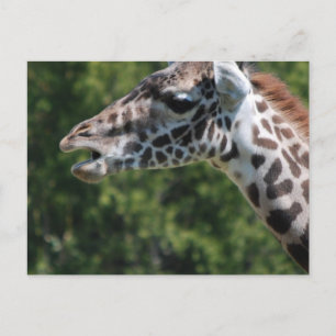 Giraffe Eet Briefkaart