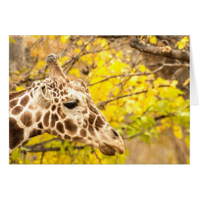 Giraffe et feuille (Devant horizontal)