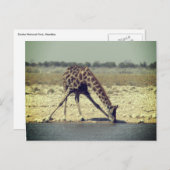 giraffe etosha briefkaart (Voorkant / Achterkant)