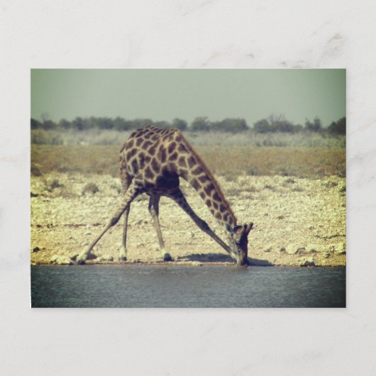 giraffe etosha briefkaart (Voorkant)
