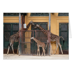 Giraffe Familie