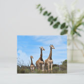 Giraffe Familie Briefkaart (Staand voorkant)