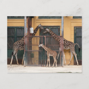 Giraffe Familie Briefkaart