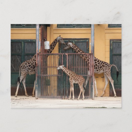 Giraffe Familie Briefkaart (Voorkant)