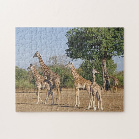 Giraffe familie puzzel legpuzzel (Horizontaal)