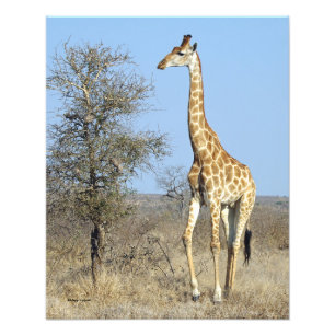 GIRAFFE FOTO AFDRUK
