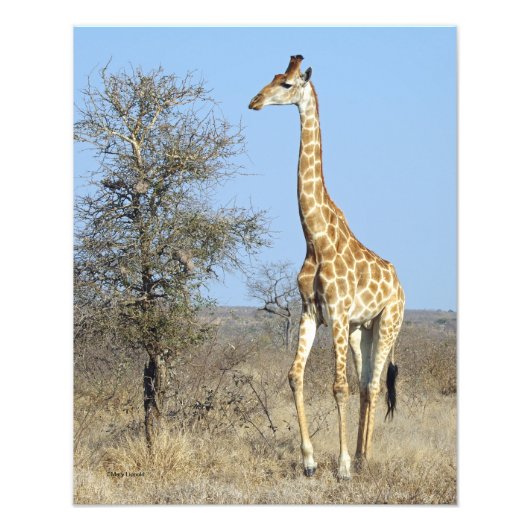 GIRAFFE FOTO AFDRUK (Voorkant)