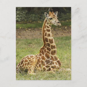 Giraffe Foto Briefkaart
