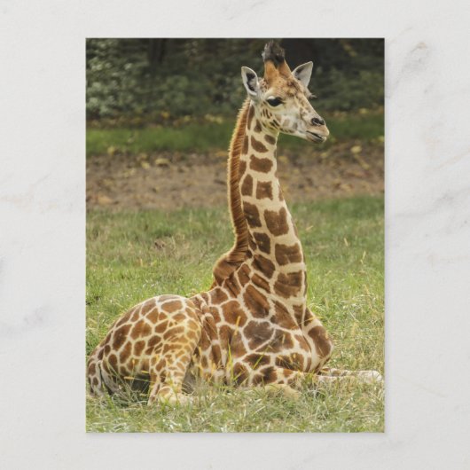 Giraffe Foto Briefkaart (Voorkant)
