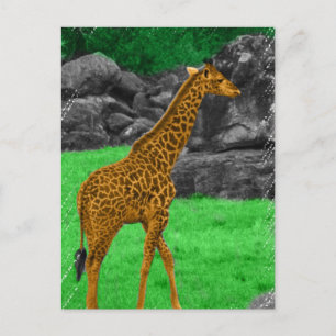 Giraffe foto oranje en groen gekleurd briefkaart