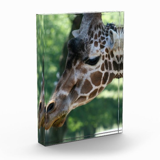 Giraffe fotoblok (Links)