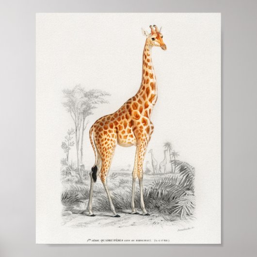 Giraffe , franse  illustratie 10 x 8 poster (Voorkant)