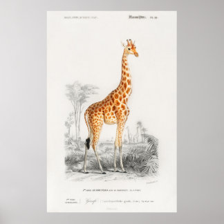 Giraffe , franse illustratie poster