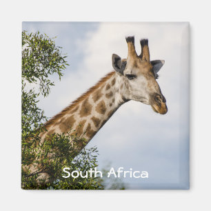 Giraffe Fridge Magnet - Zuid - Afrika Magneet