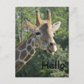 Giraffe Friendly Hallo Briefkaart (Voorkant)