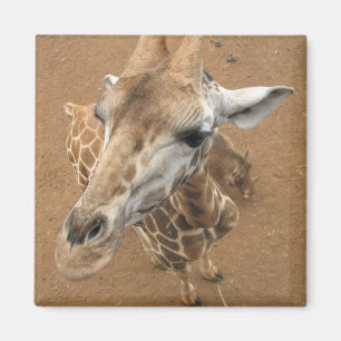 Giraffe gaze magneet
