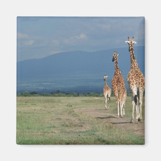 Giraffe (Giraffa camelopardalis) 2 Magneet (Voorkant)