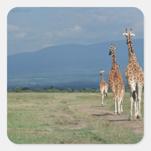 Giraffe (Giraffa camelopardalis) 2 Vierkante Sticker (Voorkant)