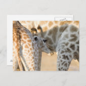 Giraffe (Giraffa camelopardalis) Briefkaart (Voorkant / Achterkant)