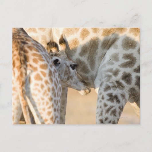 Giraffe (Giraffa camelopardalis) Briefkaart (Voorkant)