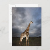 Giraffe (Giraffa camelopardalis) Briefkaart (Voorkant / Achterkant)