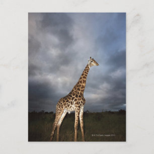 Giraffe (Giraffa camelopardalis) Briefkaart