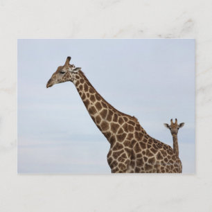 Giraffe (Giraffa camelopardalis), Chobe National Briefkaart