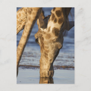 Giraffe (Giraffa Camelopardalis) drink water Briefkaart