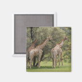 Giraffe, Giraffa camelopardalis, Kgalagadi 2 Magneet (Voorkant / Achterkant)