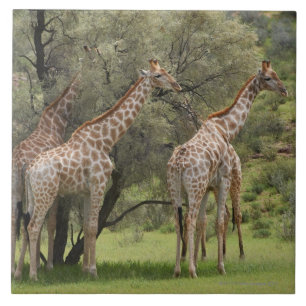 Giraffe, Giraffa camelopardalis, Kgalagadi 2 Tegeltje
