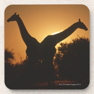 Giraffe (Giraffa camelopardalis) Paar Bier Onderzetter
