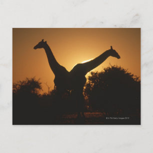 Giraffe (Giraffa camelopardalis) Paar Briefkaart